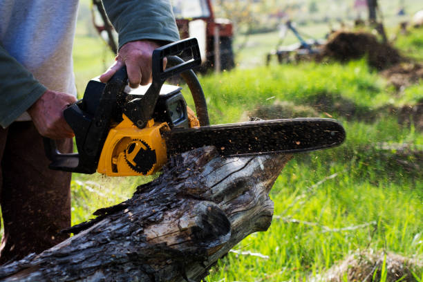 How Our Tree Care Process Works  in  Colusa, CA